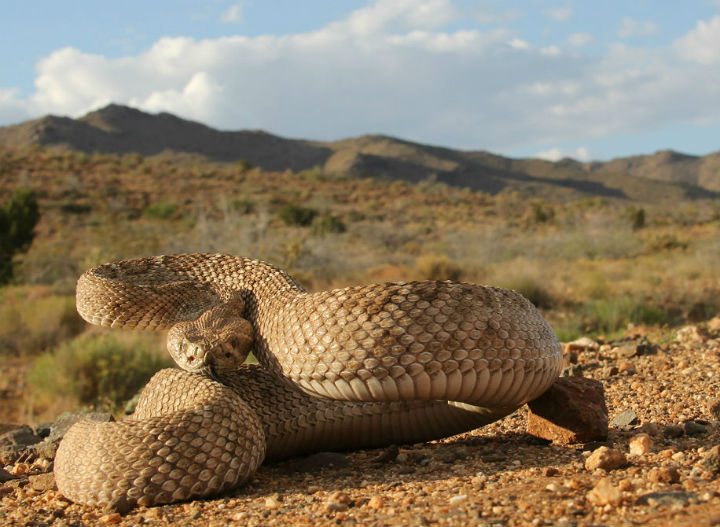 Western Diamondback Rattlesnake